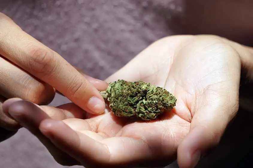 A medicinal marijuana flower in the palm of a hand.