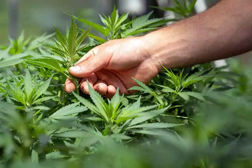 A hand picking out a medicinal marijuana plant.