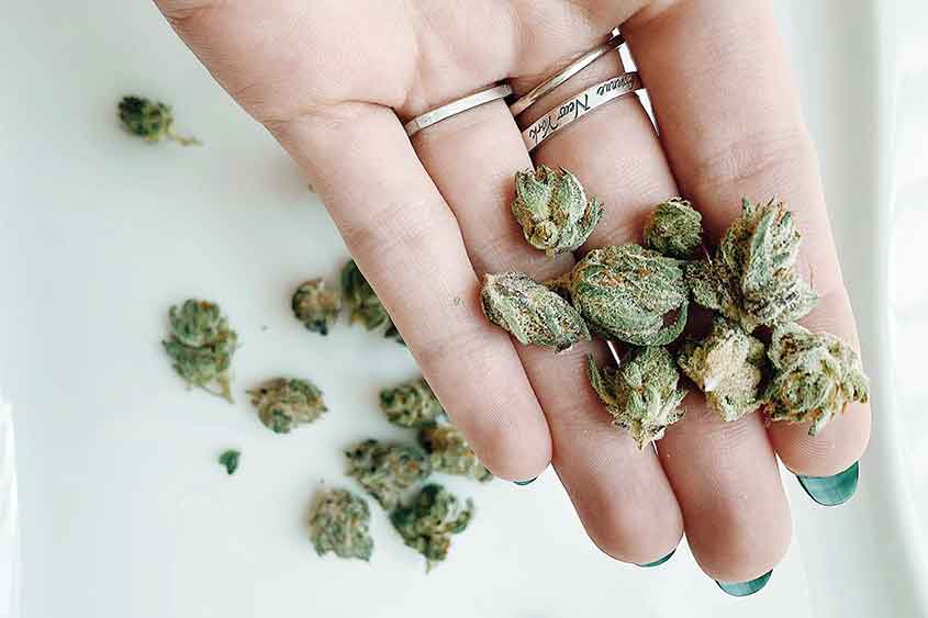 A lady's hand holding marijuana flower