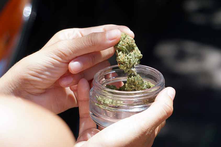 Closeup of hands taking out cannabis flower from a jar