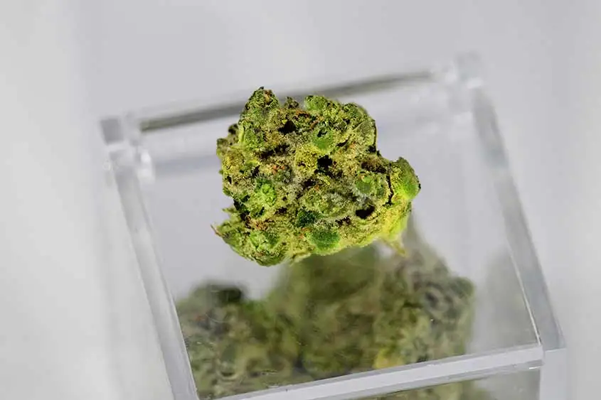 A dried marijuana bud on top of a transparent container. Cannabis terpenes have many medicinal properties!