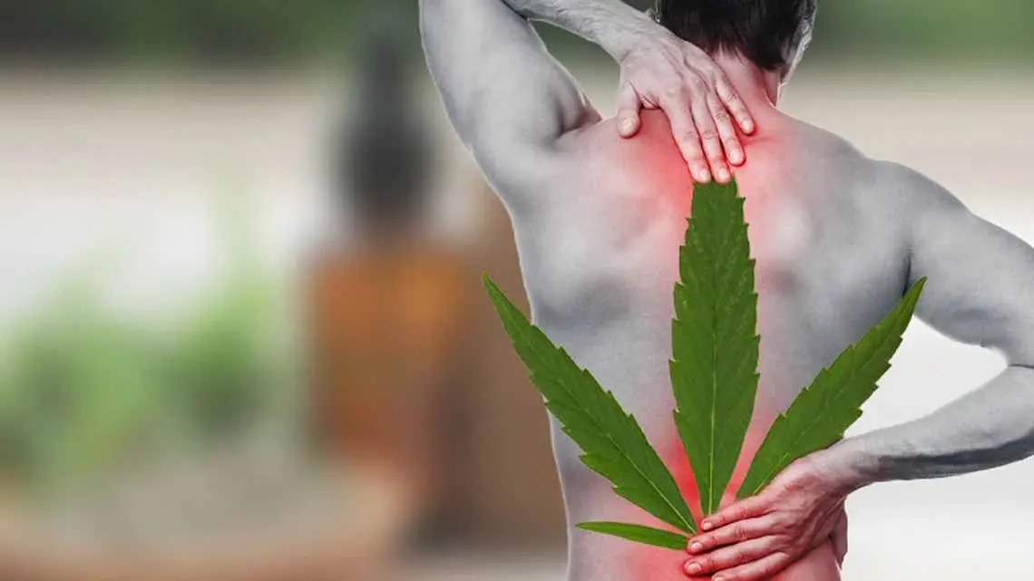 How to Use Medical Marijuana for Chronic Pain Management?