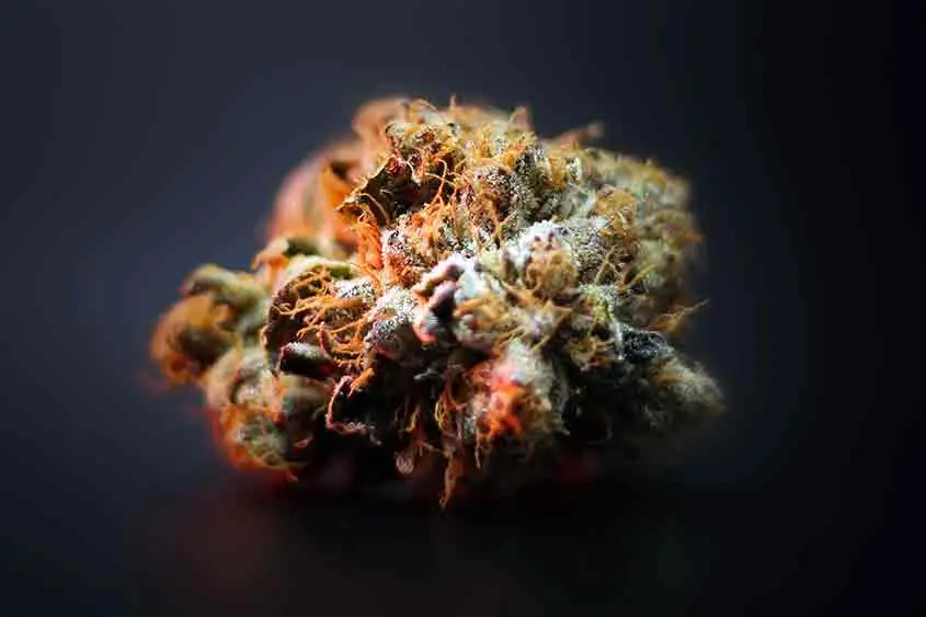 Closeup of a medical marijuana bud, with selective focus