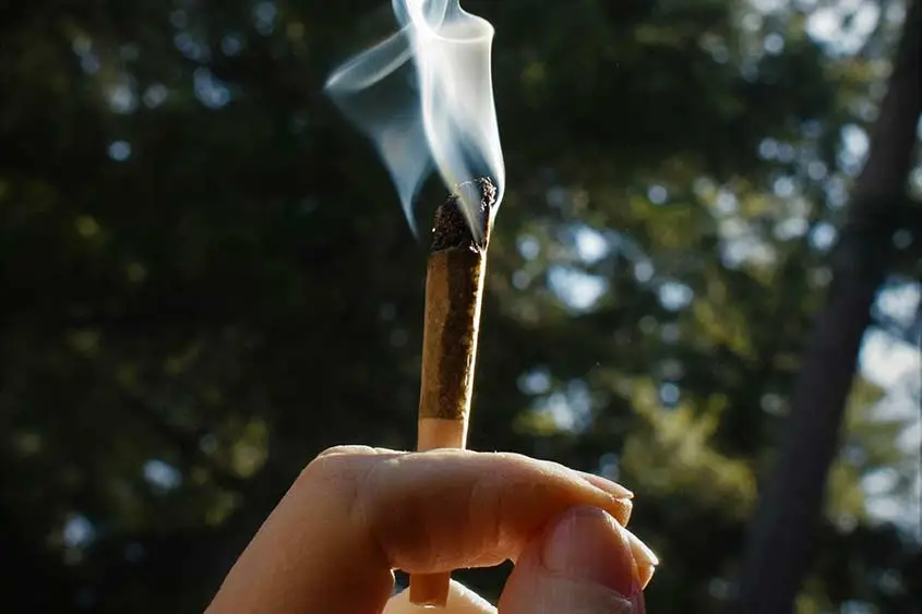 A hand holding up a smoking medical marijuana blunt against a green outdoor background