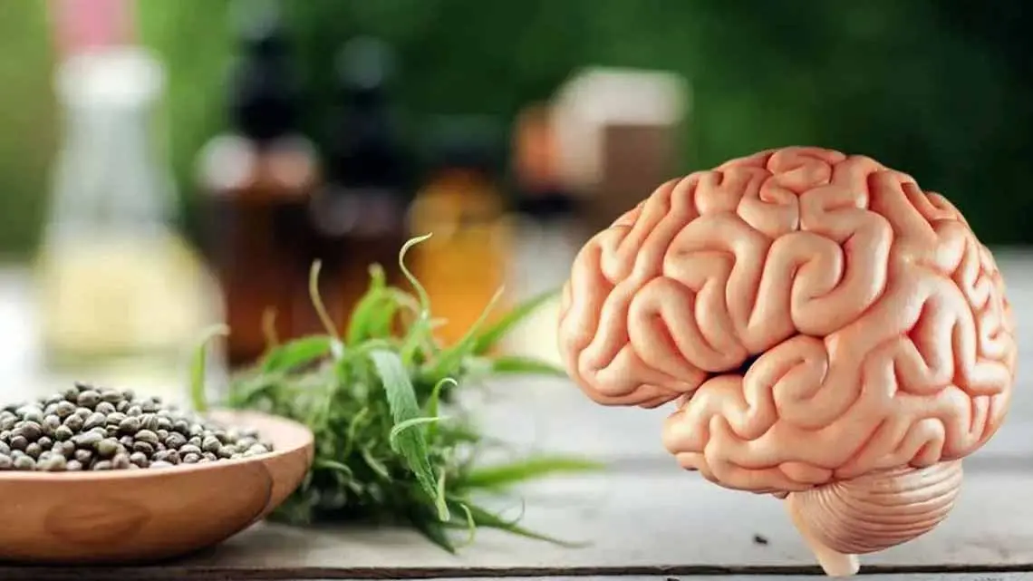 Role of CBD in an Epileptic Person’s Life