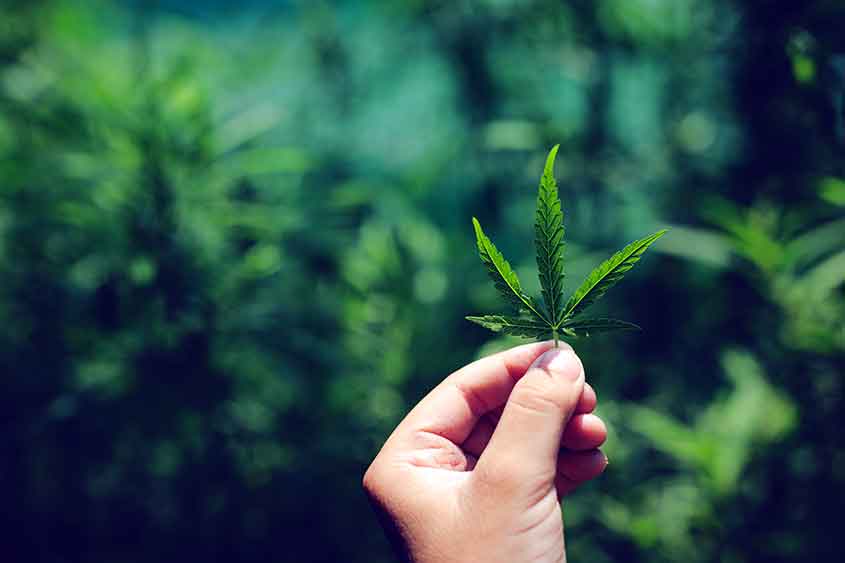 A hand holding up a cannabis leaf against a green background