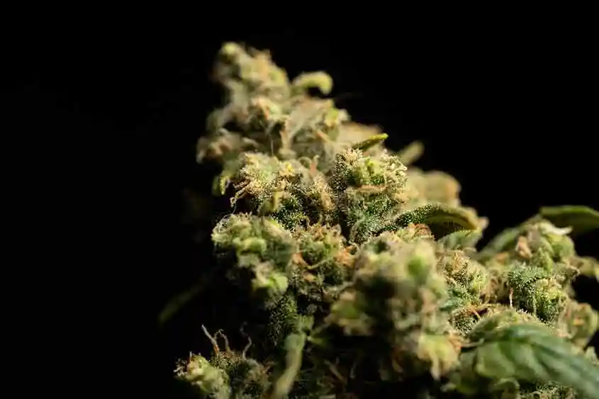 Closeup of a marijuana bud against a black background