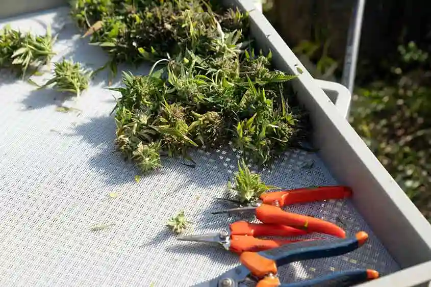 Freshly harvested cannabis