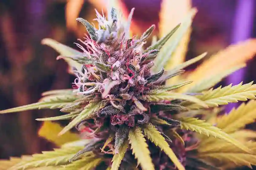 A colorful marijuana plant