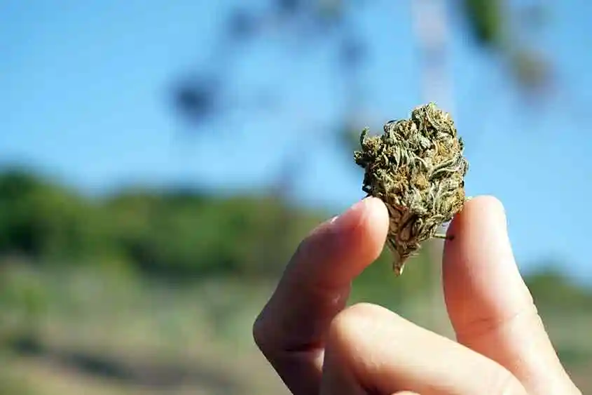 Thumb and forefinger holding up a medical marijuana flower