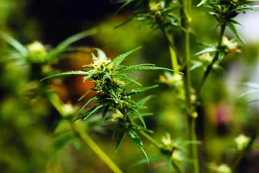 An indica marijuana plant