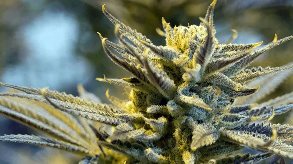 What Are the Important Facts About Indica and Sativa Marijuana?