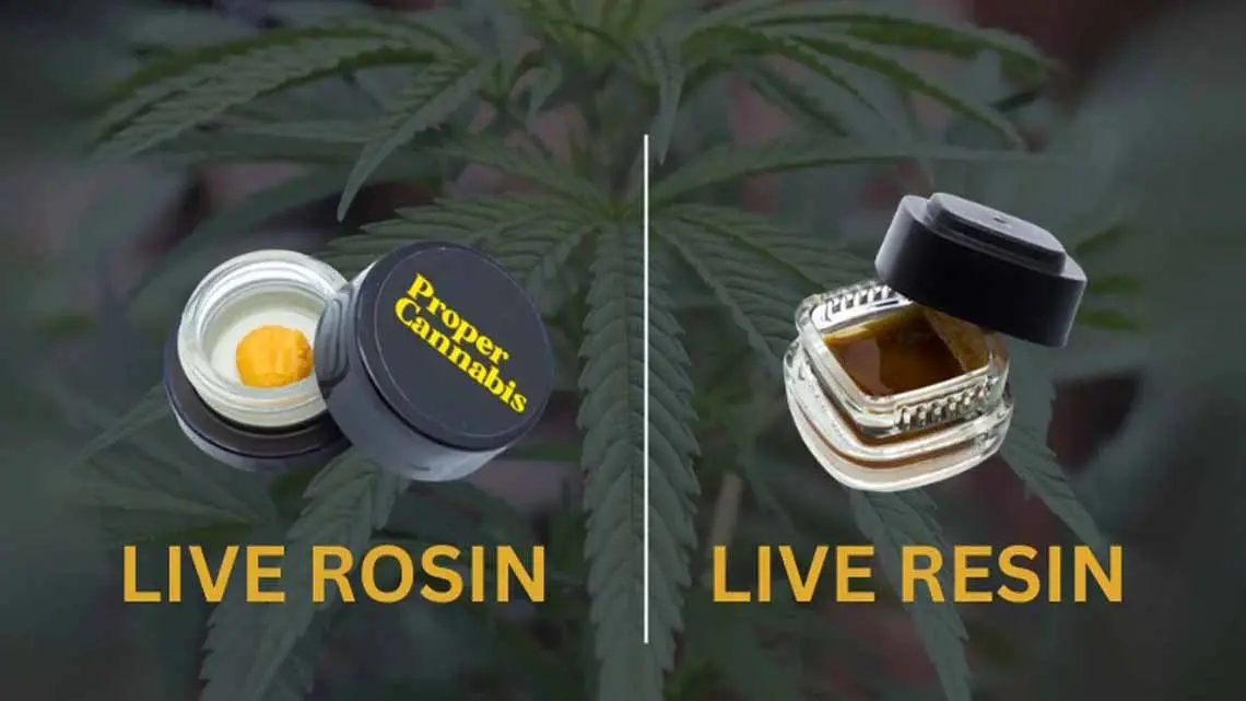 What is the Difference Between Live Rosin & Live Resin?