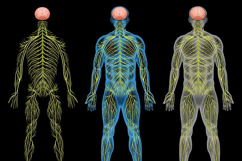 Human endocannabinoid system