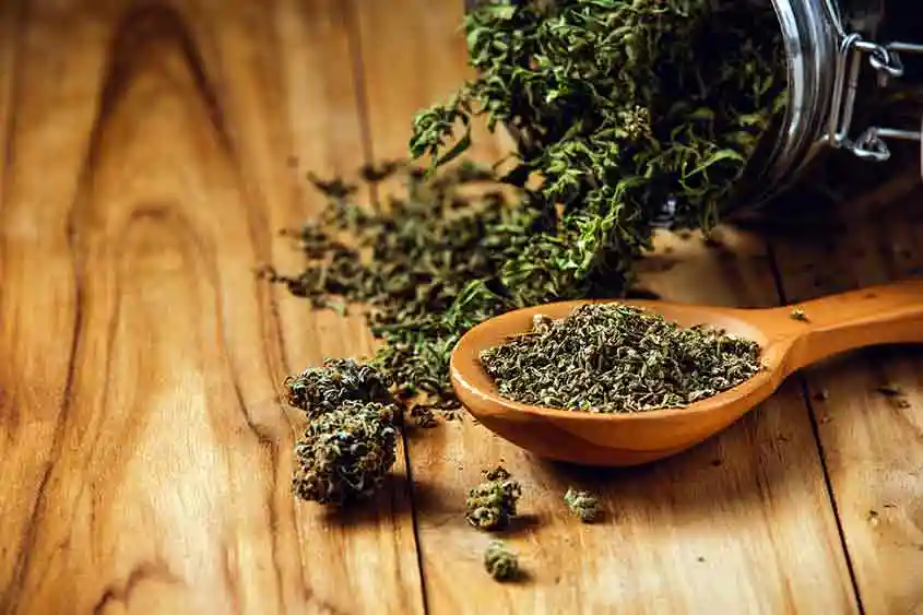 Cannabis jar on its side with a spoon of dried leaf