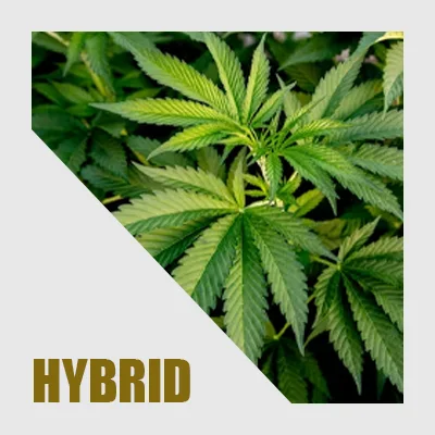 Cannabis plant, with the word HYBRID