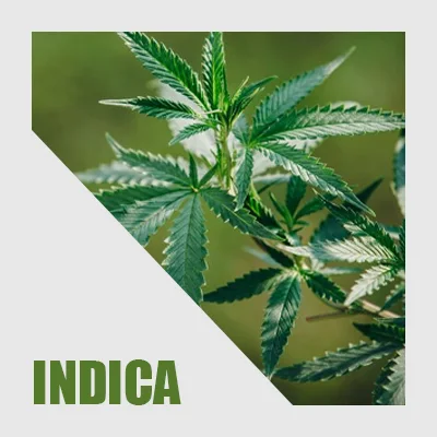 Cannabis plant, with the word INDICA