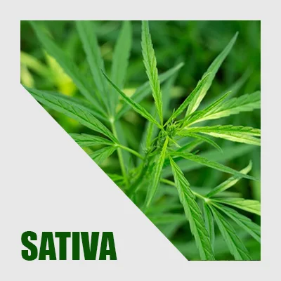 Cannabis plant, with the word SATIVA