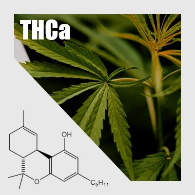 Cannabis leaves, and the molecular structure of THCa