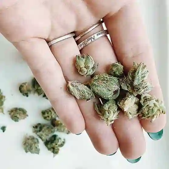 Palm of a woman with medical cannabis flower in it.