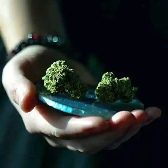 Medical cannabis buds on a blue disk in a hand.