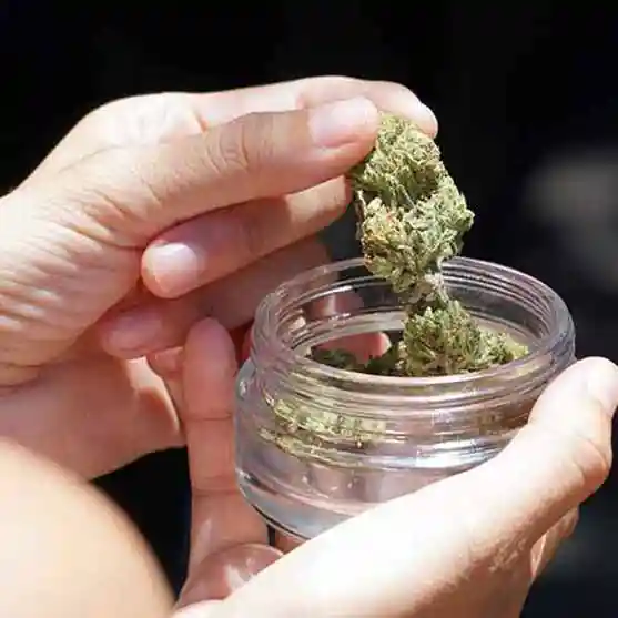 Closeup of hands taking out medical cannabis from a jar.