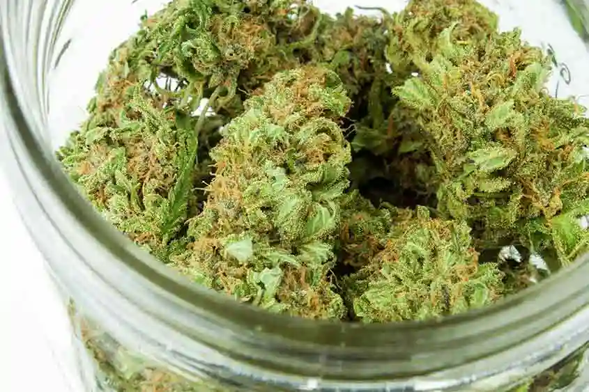 Closeup of a jar of medical marijuana flower.